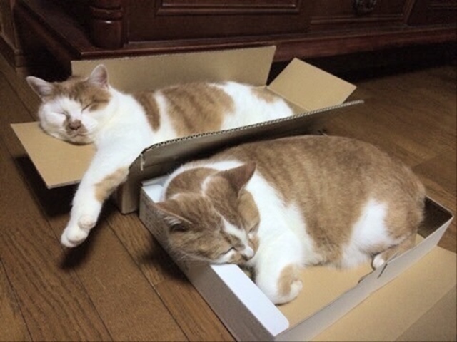 かご猫画像あり 猫がせまいところが好きなのは単純な理由だった