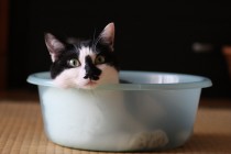 【かご猫画像あり】猫がせまいところが好きなのは単純な理由だった