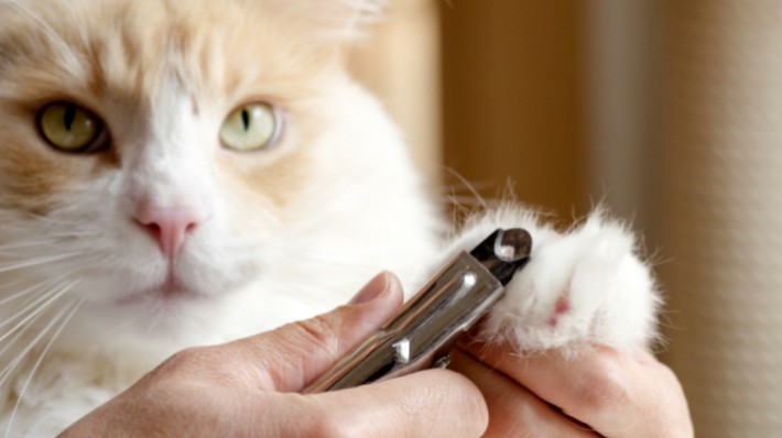 獣医さん直伝！愛猫の爪切りは「ちょい切りルール」で簡単に！