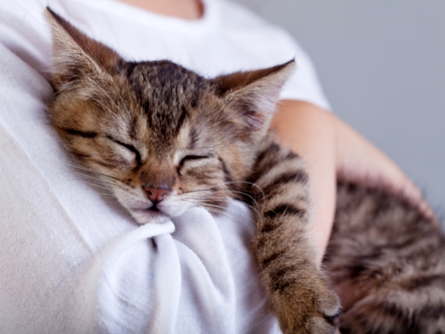 体調が悪くても、そんなそぶりを見せないのが猫の特徴