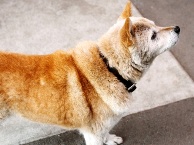 実は日本犬に症状がみられることが多い犬の認知症