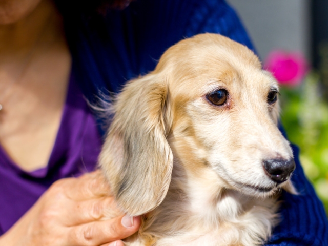 身体の異変に気づいてあげられるよう、日ごろから愛犬に触れてあげて下さい