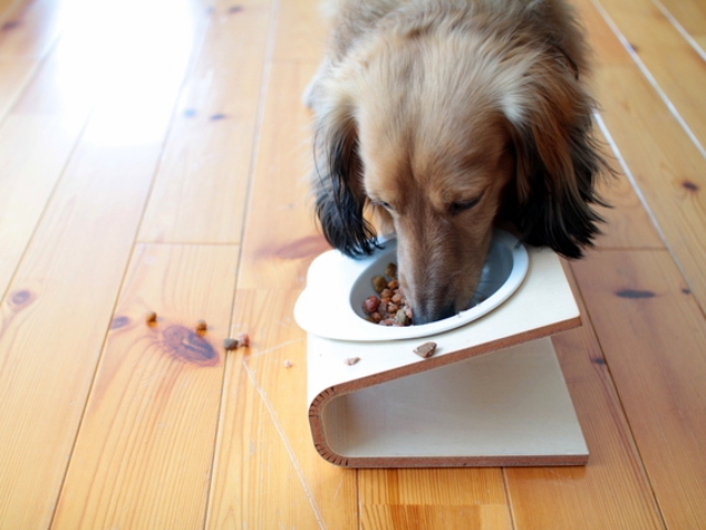 犬の年齢に合った生活環境を用意してあげましょう