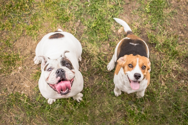 大切な家族となる愛犬には、人も犬も愛着を持てる名前をプレゼント。