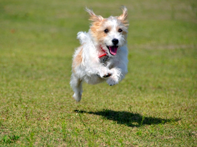 犬の名前ランキング21年最新版 オス メス 年齢別に紹介 アクサダイレクト