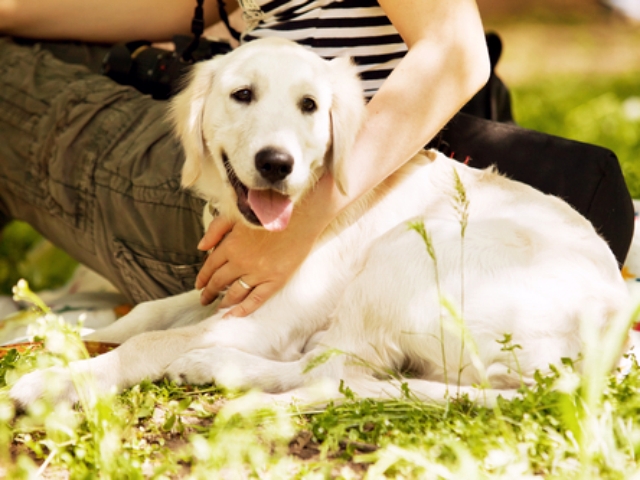 愛犬はかけがえのない家族です。名前という最高の贈り物をプレゼントしましょう！