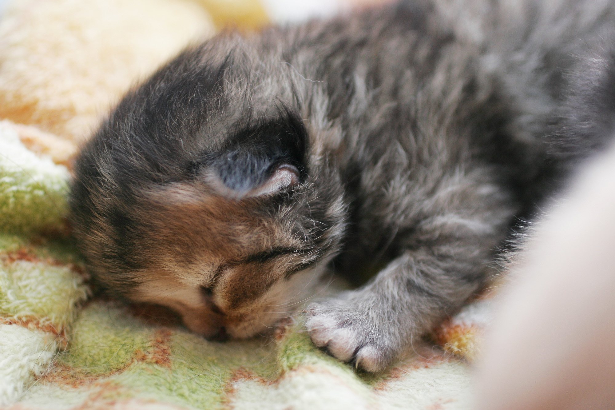 拾ってきた子猫は特に注意！まずは動物病院で検査をしてあげましょう