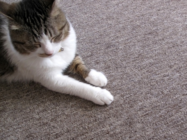 年齢を重ねた愛猫にとっては滑りやすいフローリングの床よりも、カーペットが理想的