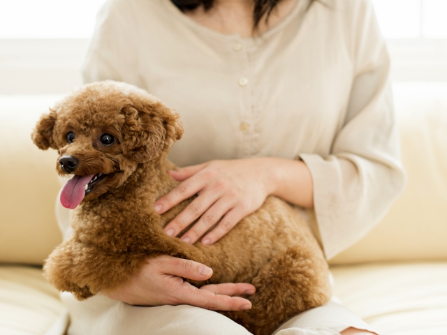 愛犬との時間を大切にすることが皮膚炎の予防につながります