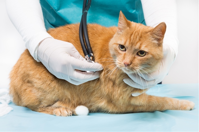 シニア猫の場合は定期検診を受け、病気の早期発見に努めましょう
