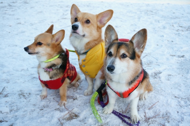 雪の日はきちんと防寒して犬の散歩に行きましょう！