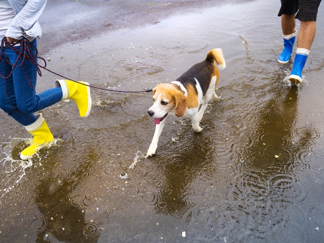 犬の散歩 雨や雪の日はどうする お手入れ方法と過ごし方について