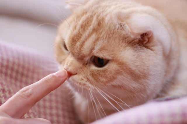 猫風邪によるくしゃみ・鼻水は、目や鼻に入ったウイルスが原因であることが多いようです