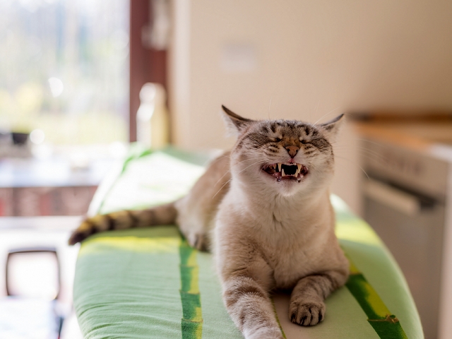 猫のくしゃみや咳にはどんな原因があるの 花粉症などの症状と対処法