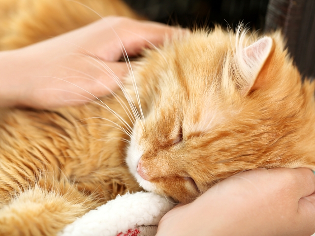 猫は呼吸器の病気がよくみられる動物です