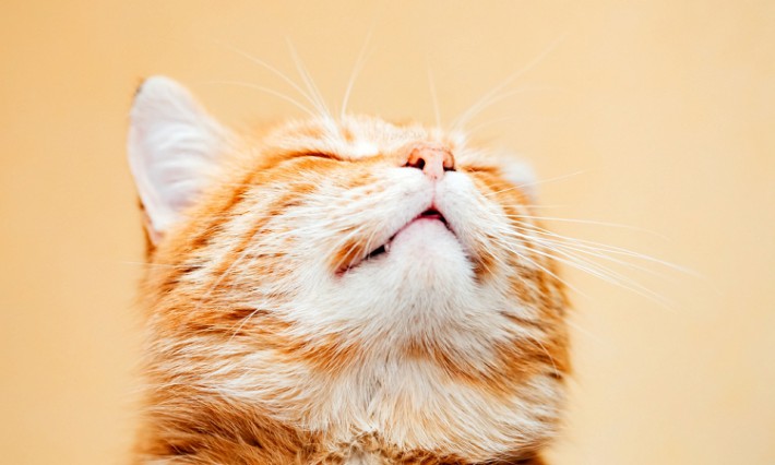 猫のくしゃみや咳にはどんな原因があるの？花粉症などの症状と対処法