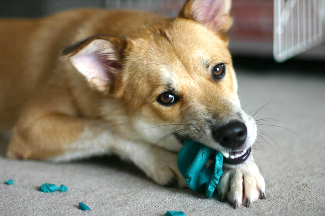 犬の誤飲 誤食を防ぐために 安全に応急処置できる対処法一覧付き アクサダイレクト