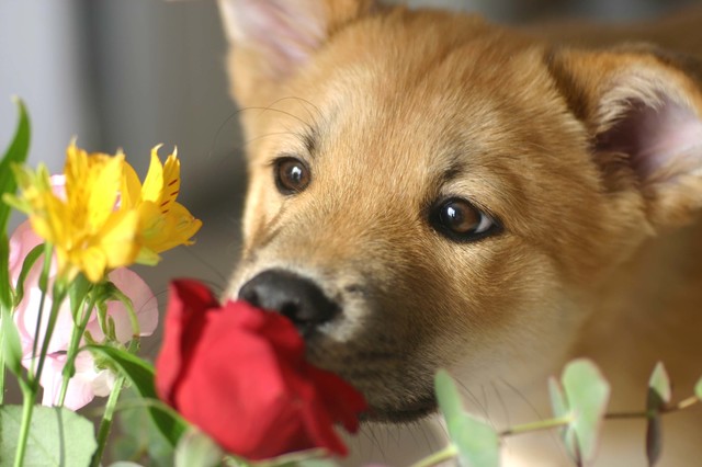 自宅に咲いている植物も犬にとって有害な物があるので、手の届かないところに置きましょう