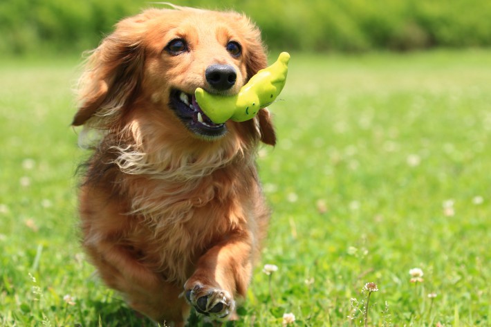 犬の誤飲・誤食を防ぐために｜安全に応急処置できる対処法一覧付き