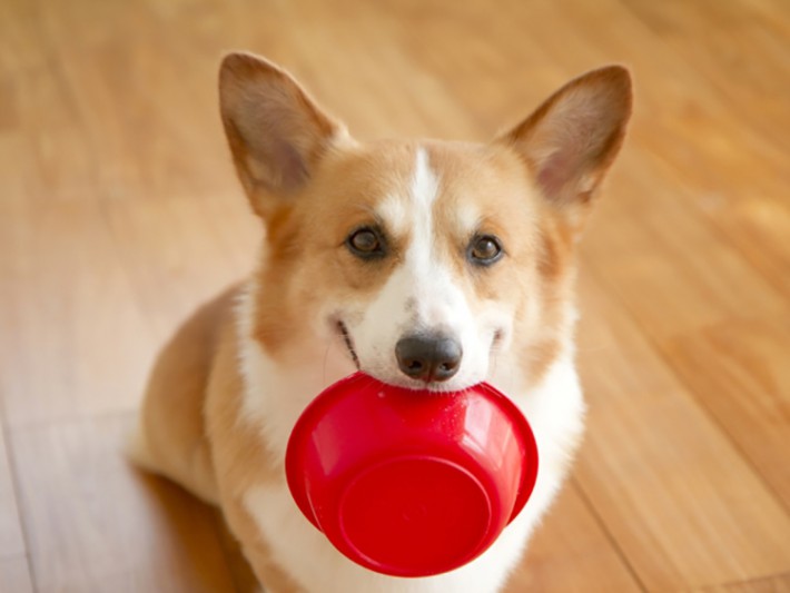 ドッグフードの正しい選び方｜愛犬の健康と成長のために