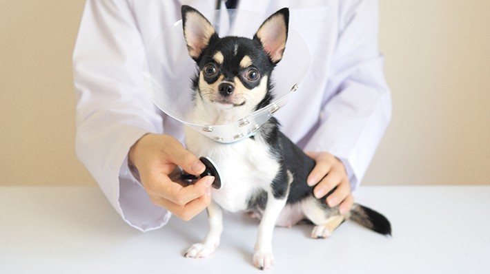 犬がかかりやすい病気は犬種 年齢でちがう ランキングから分析 アクサダイレクト