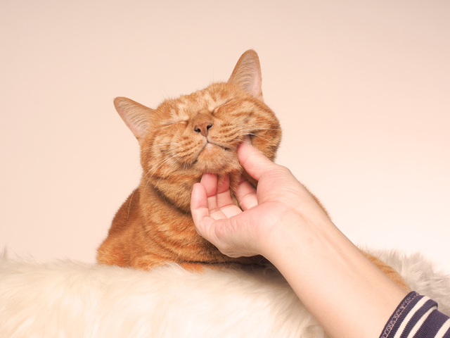 飼い主さんに甘えてゴロゴロ鳴いている猫はとっても幸せそうです。