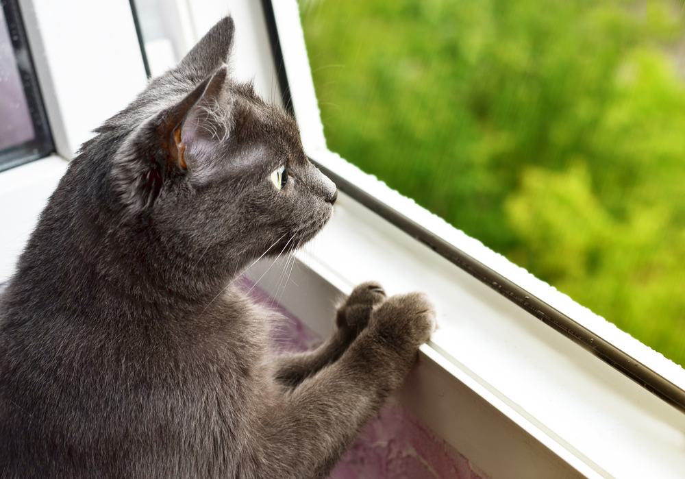 発情期に現れる猫の鳴き声 スプレー行動の対処法を獣医師が解説