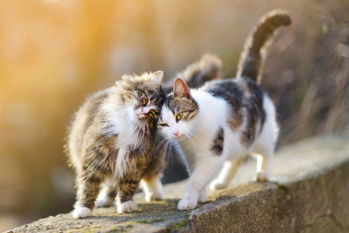 猫 発情 期 鳴き声