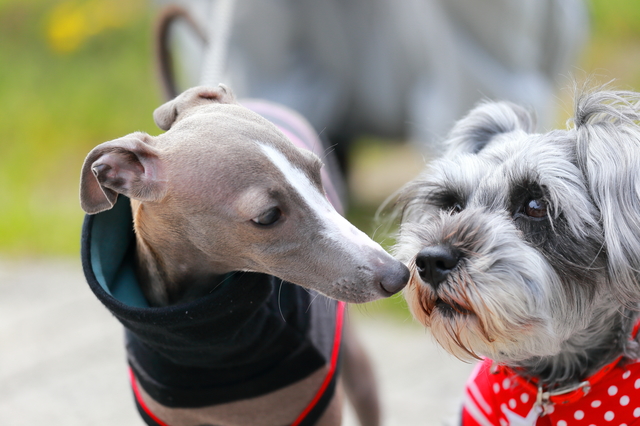 ドイツでは、犬1頭ごとに税金がかかります。