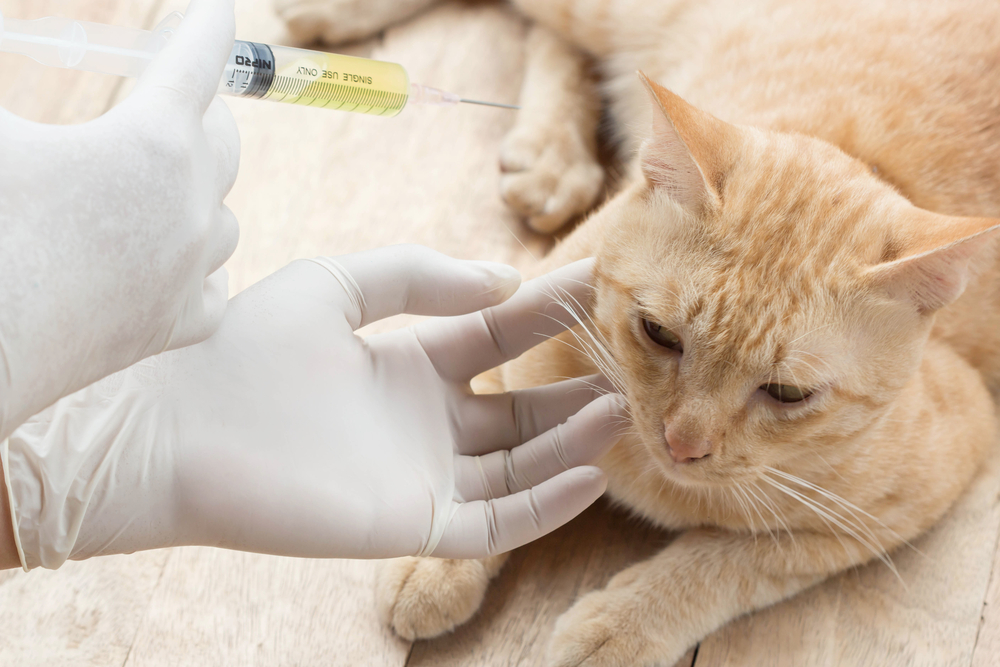 ワクチン接種は、猫の健康状態が良い時に行いましょう