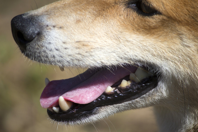 犬はあまり痛みを訴えないため、気づいたら重症化していることも。