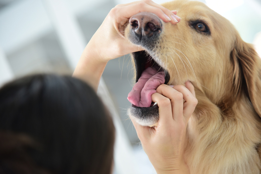 犬も歯周病にかかる 主な症状 治療法と上手に歯磨きをするコツ アクサダイレクト