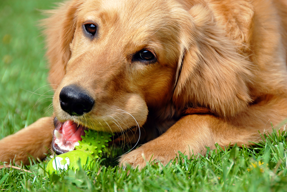 犬も、人間と同じように歯周病になるのでしょうか？