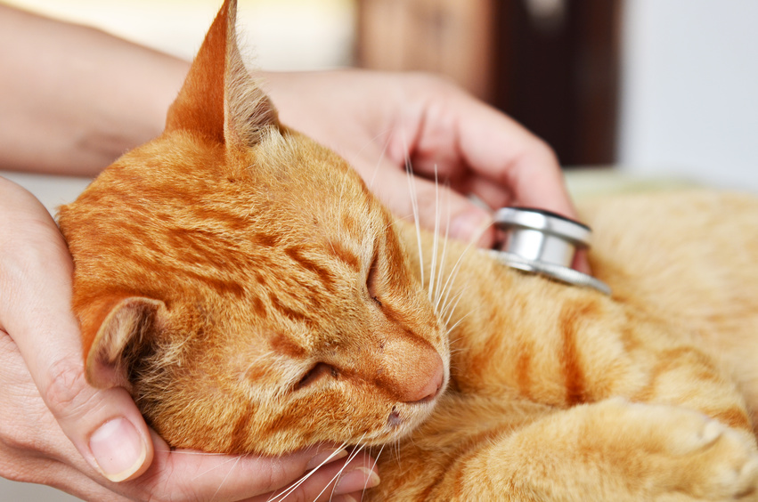 猫が病気でつらい思いをしないよう、上手に水を飲ませてあげたいですね。