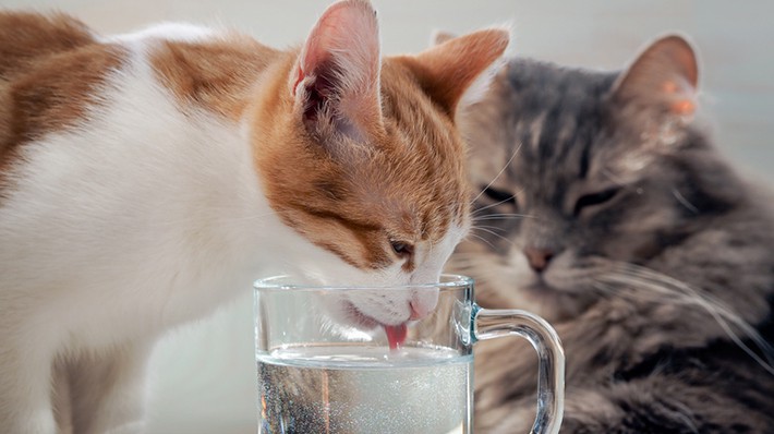 猫が水を飲まない時は病気の前兆？正しい水の飲ませ方と対処方法