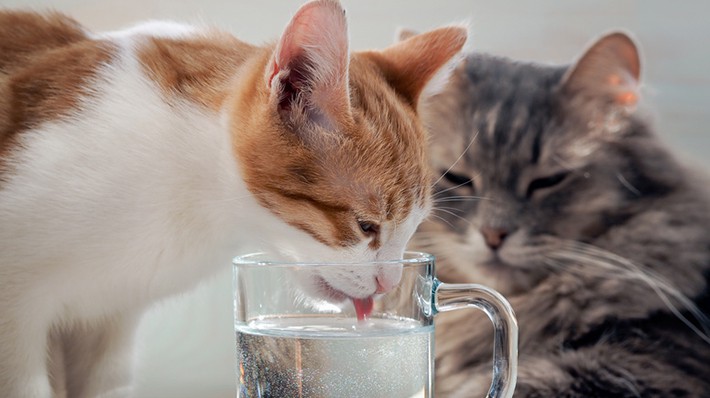 猫が水を飲まない時は病気の前兆？正しい水の飲ませ方と対処方法 