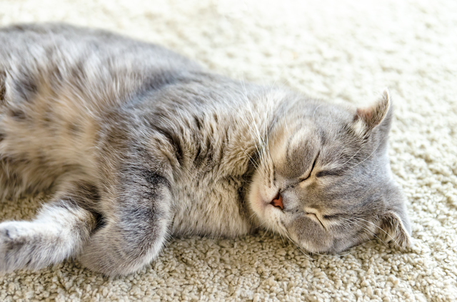 猫の夏バテにはどんな症状があるの 獣医さんがすすめる予防と対処法