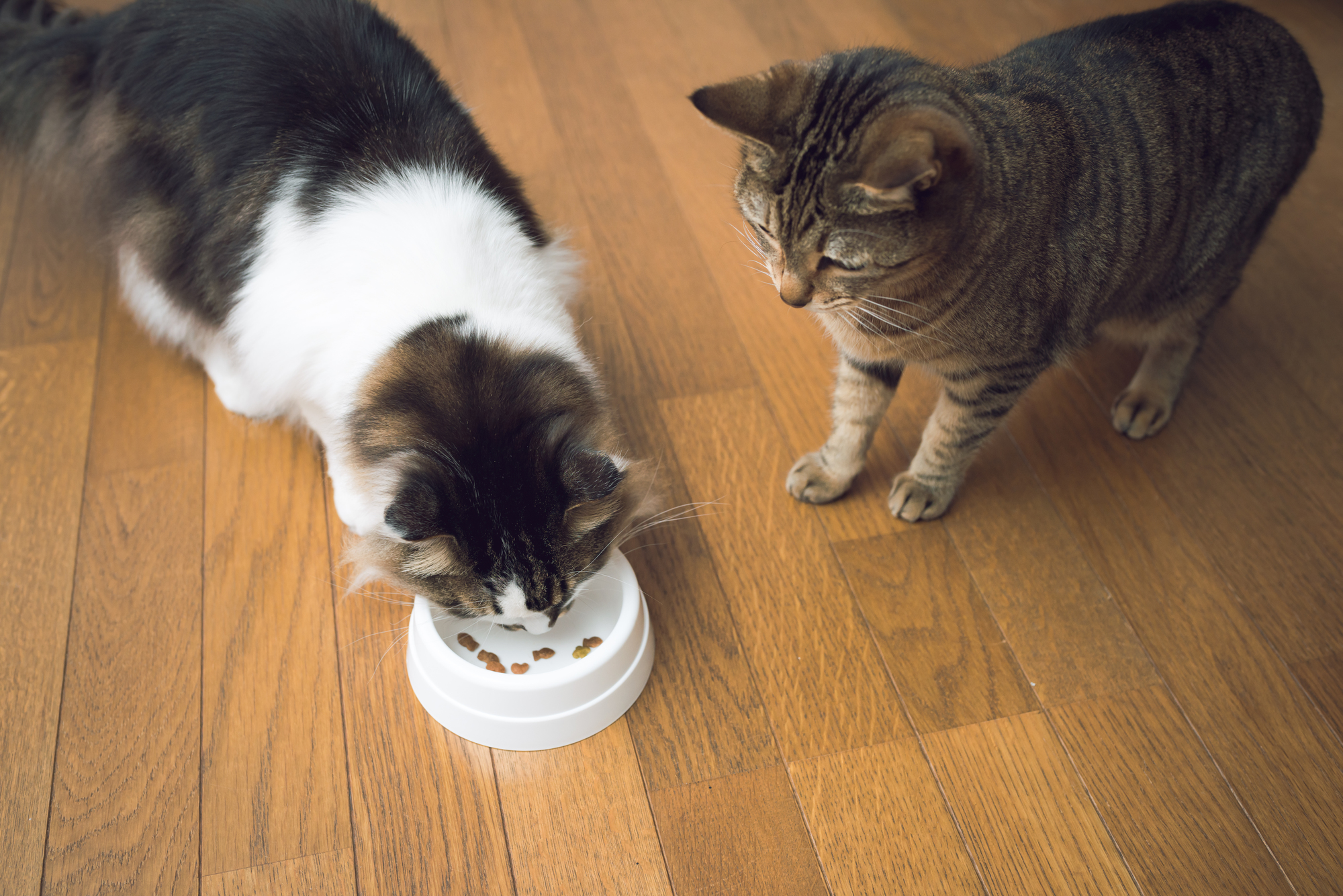 食欲がないときは、香りの良い物を少しだけトッピングすると「食べ」が良くなります。