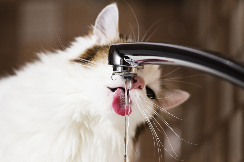 流れている水を飲むのが好き、という猫もいます。