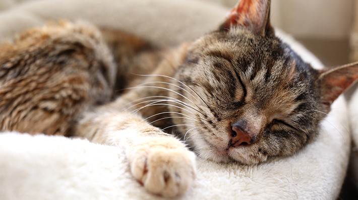 猫の夏バテにはどんな症状があるの？獣医さんがすすめる予防と対処法