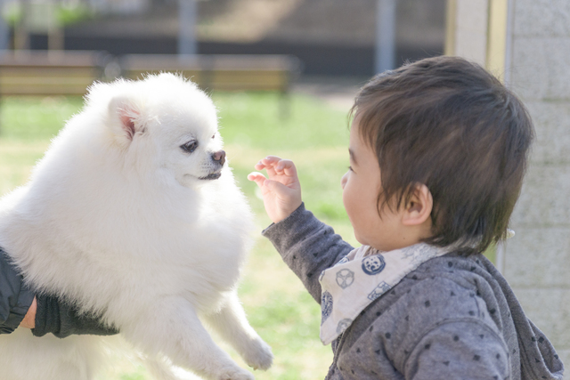 小さな子供に犬を触らせるときは、飼い主がよく注意しましょう