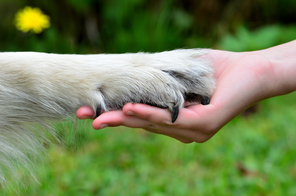 犬と人が仲良く暮らすために、必要な配慮があります