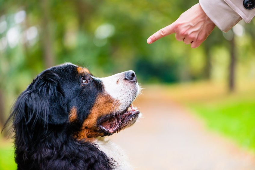 呼び戻したらたくさん褒めましょう。ポイントは、呼び戻した直後に「犬が嫌がることをしない」ことです。