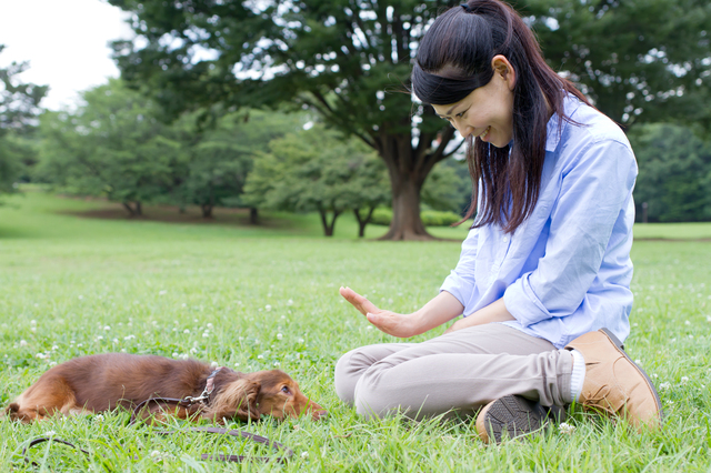 どんなときでも飼い主の命令に従うように、日頃からしつけておくことも大切です。