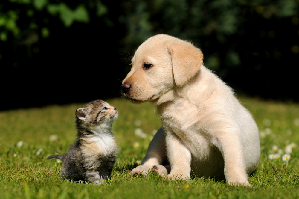 マイクロチップは、犬や猫をはじめ、様々な小動物に埋め込むことができます。