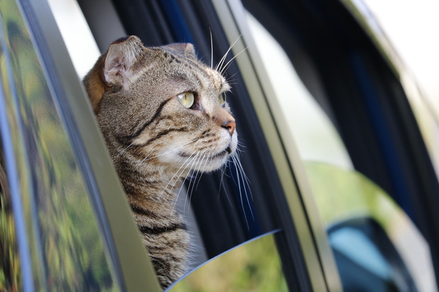 意外とドライブ好きな子も多い猫。ハーネスリードを忘れずに。