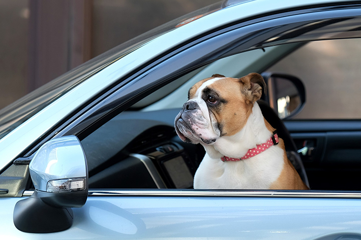 自動車の中で避難生活を送る場合は、熱中症に十分注意してください。