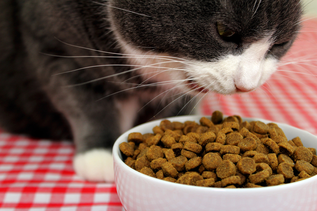 猫のエサは、1日の摂取カロリーを守って与えましょう。