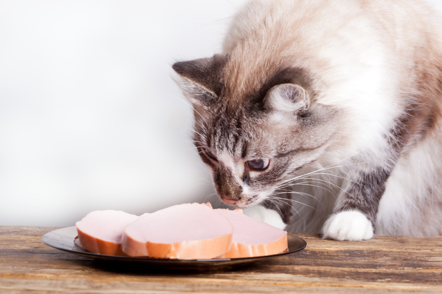 人間の食べ物は、猫の健康にとって有害なものがほとんどです。