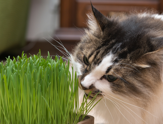 猫草を食べるか食べないかは、個体差があります。